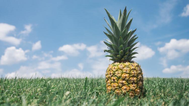 pineapple-624 pineapple-624