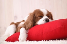 Animal Assisted Therapy