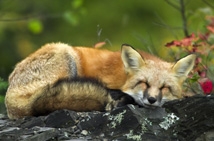 Stray Animal & Wildlife Care