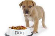 Pet Health Workshops