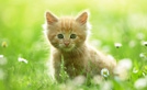 Animal Assisted Therapy