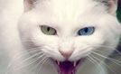 Pet Health Workshops
