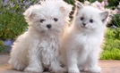 Stray Animal & Wildlife Care